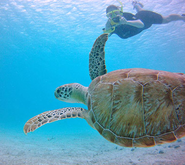 Day-Charter-Rental-St-Thomas-Snorkeling